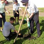 В Томской области честь 45-летнего юбилея ЮИД высажена кедровая аллея